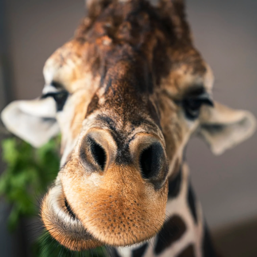 Giraffe close-up