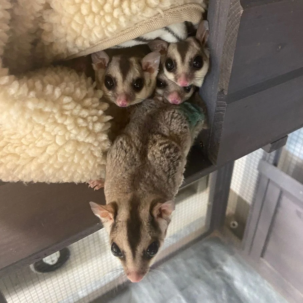 Sugar Glider