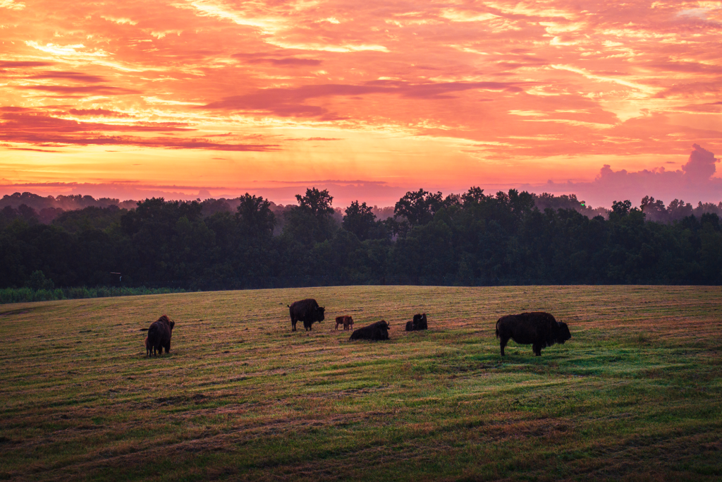 Georgia Safari at sunset