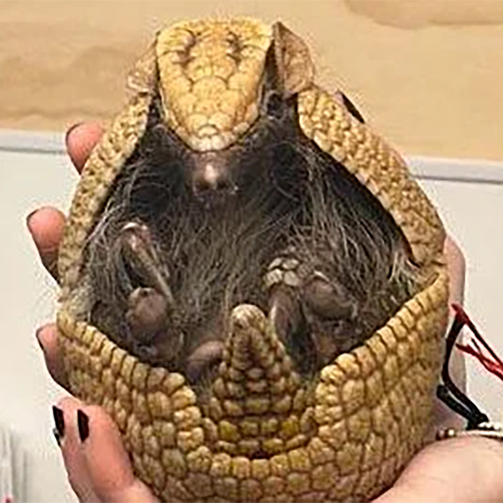 American Three-Banded Armadillo