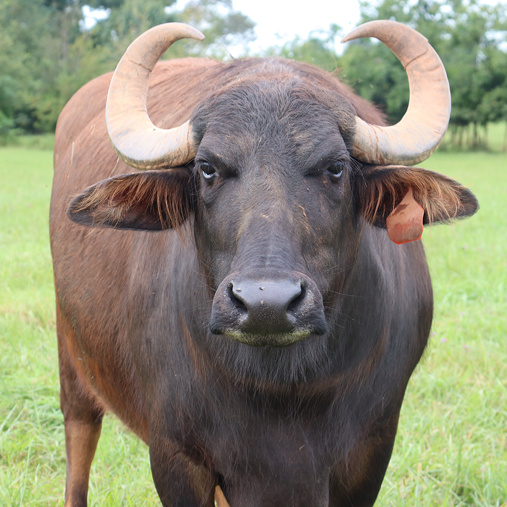 Asian Water Buffalo