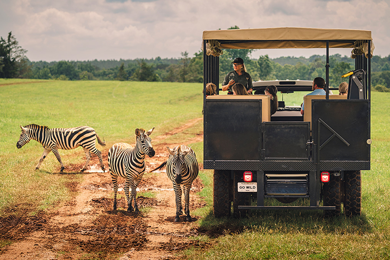 Truck and zebras