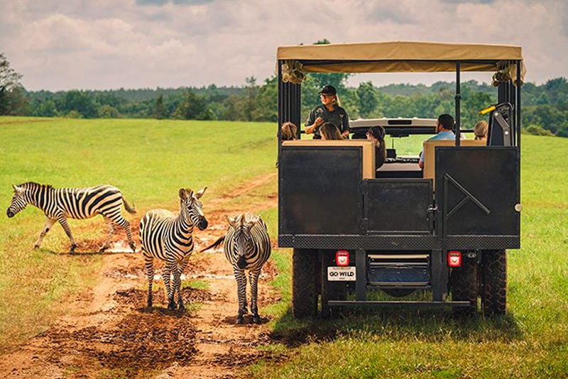 Guided Safari Tour