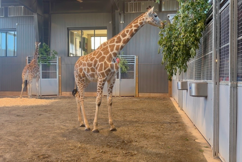 Frannie the Giraffe at Georgia Safari