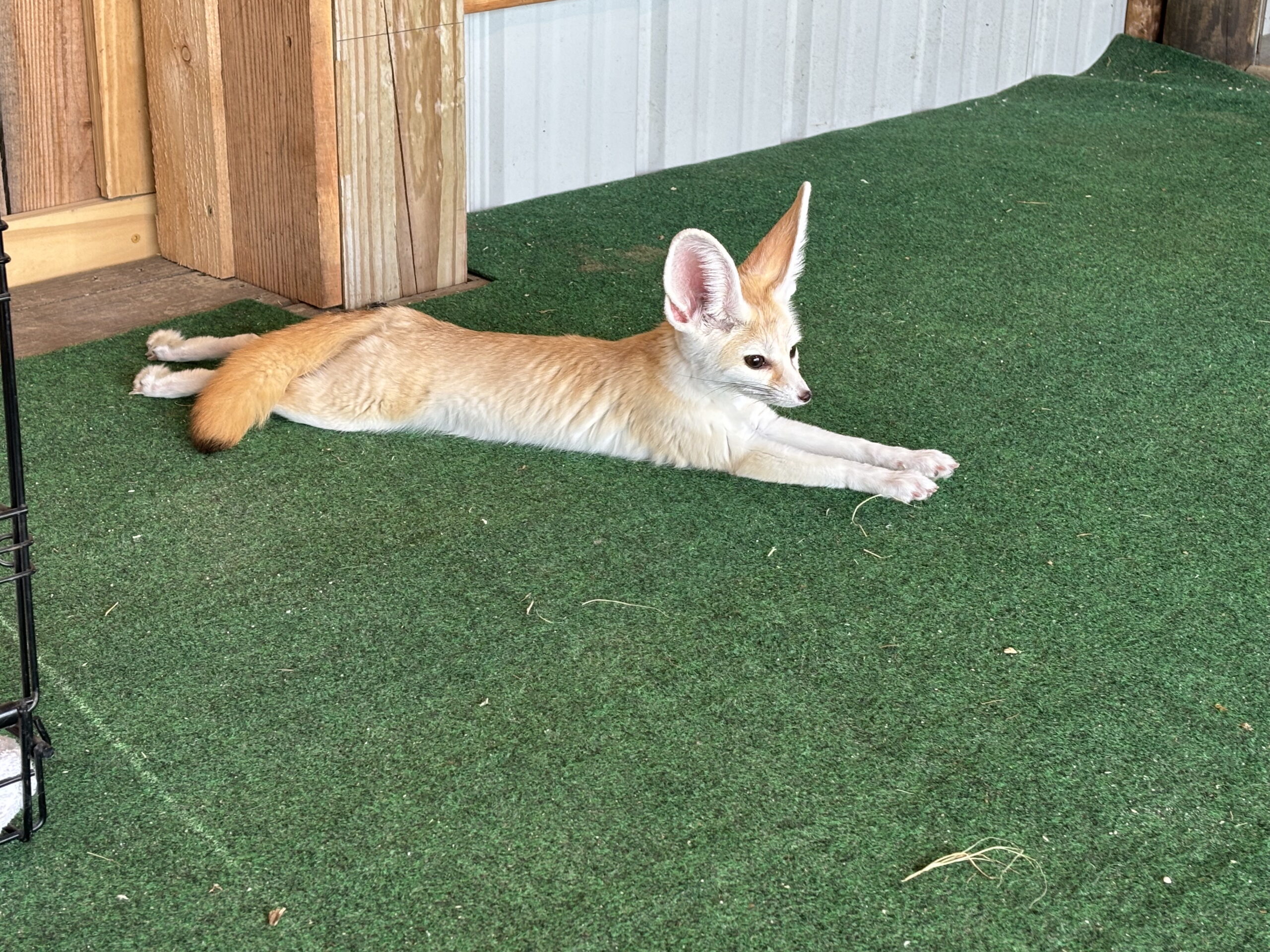 Fable the Fennec Fox: Summer Safari Tips and Birthday Adventures