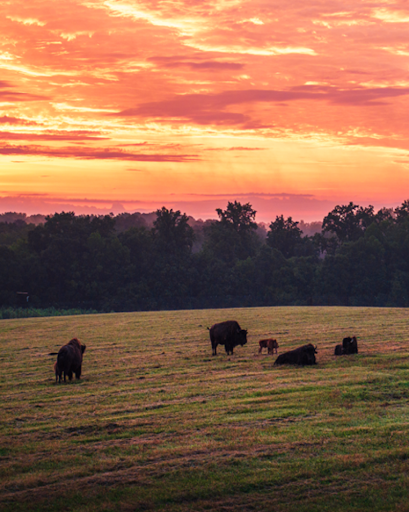 Animals grazing in the grasslands during a Sunset Safari Tour